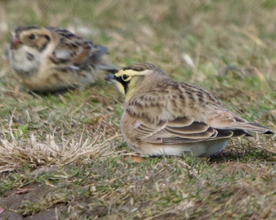 Horned Lark - ML645405439