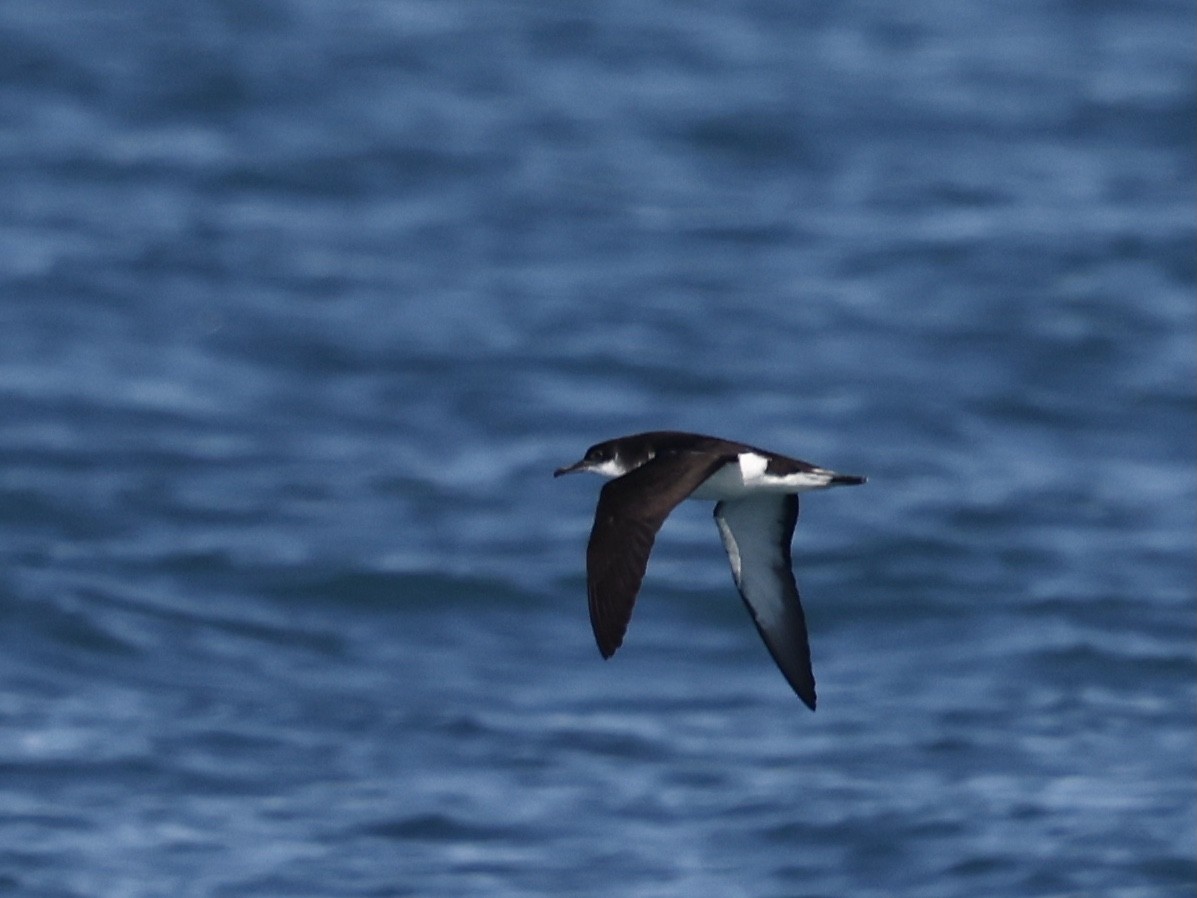 buřňák severní - ML645405445