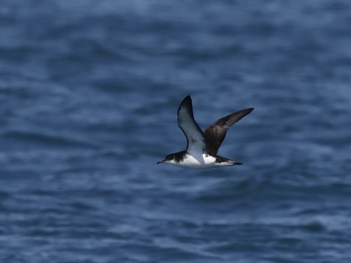 buřňák severní - ML645405446