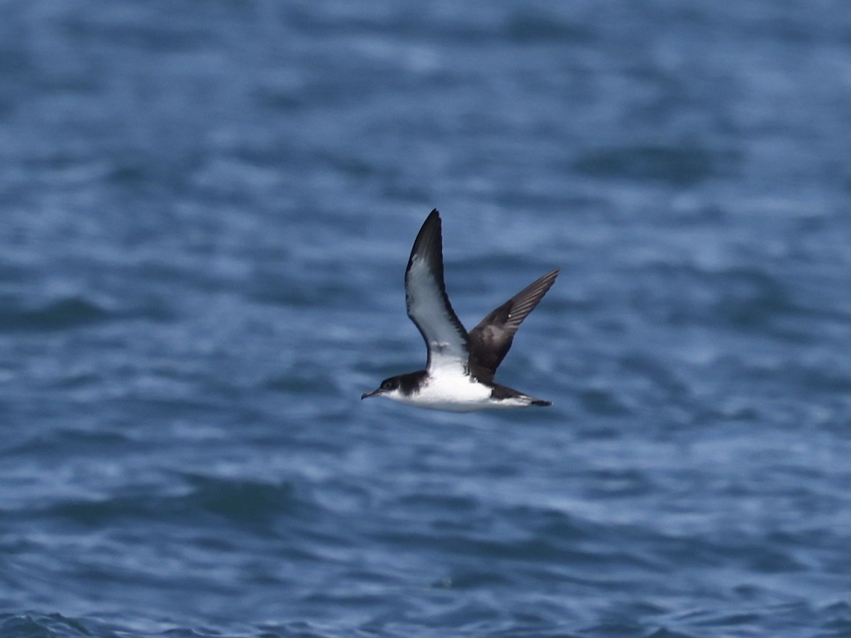 buřňák severní - ML645405447