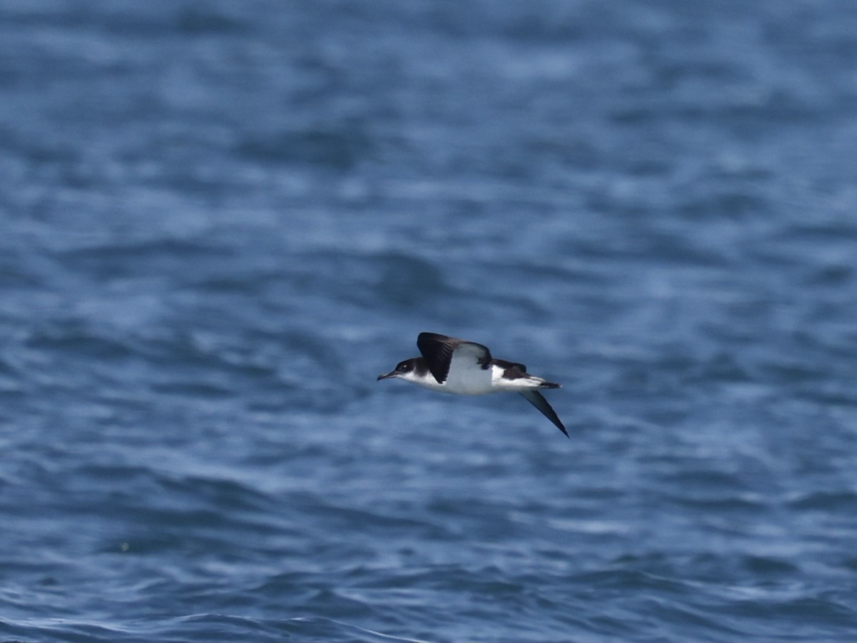 buřňák severní - ML645405448