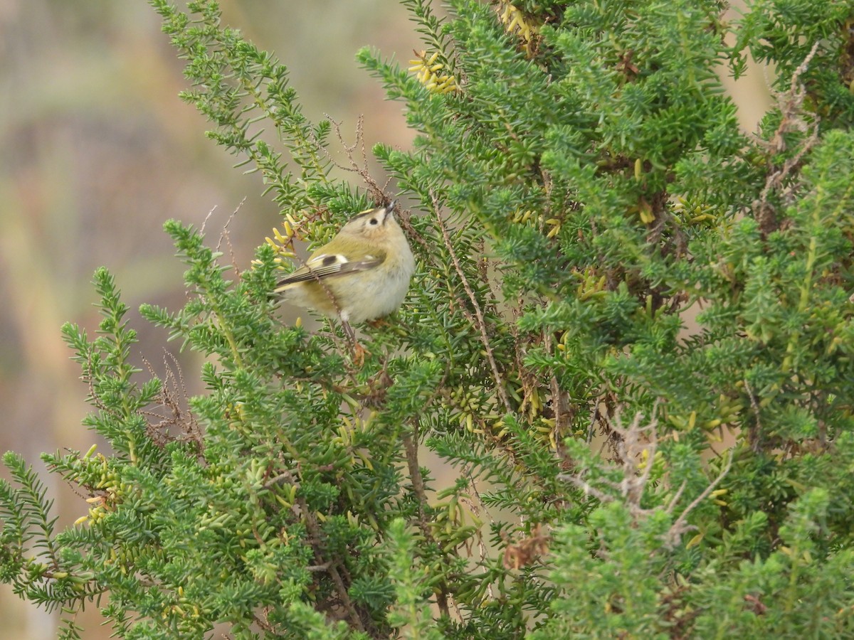 Roitelet huppé - ML645405484