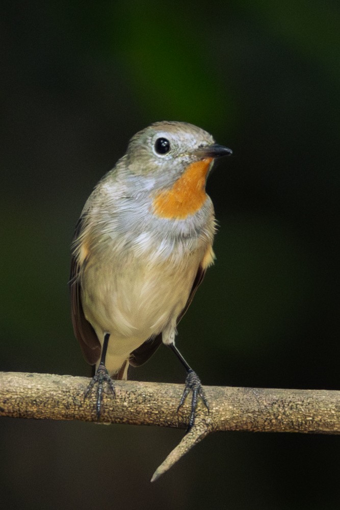 Taiga Flycatcher - ML645405488
