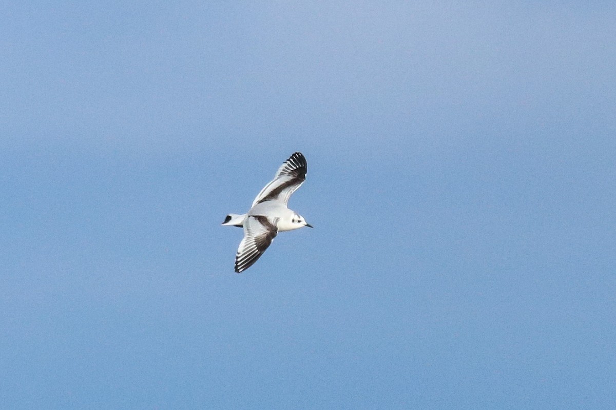 Little Gull - ML645405489