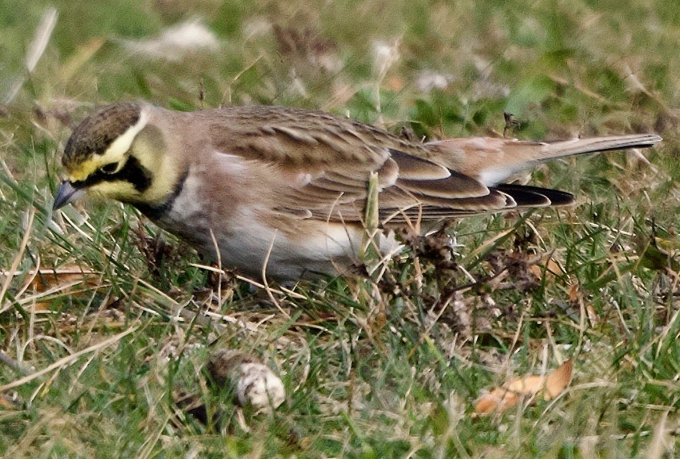 Horned Lark - ML645405490