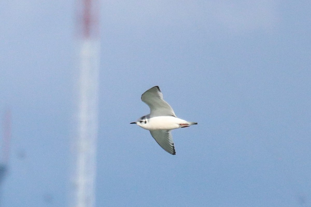 Little Gull - ML645405500