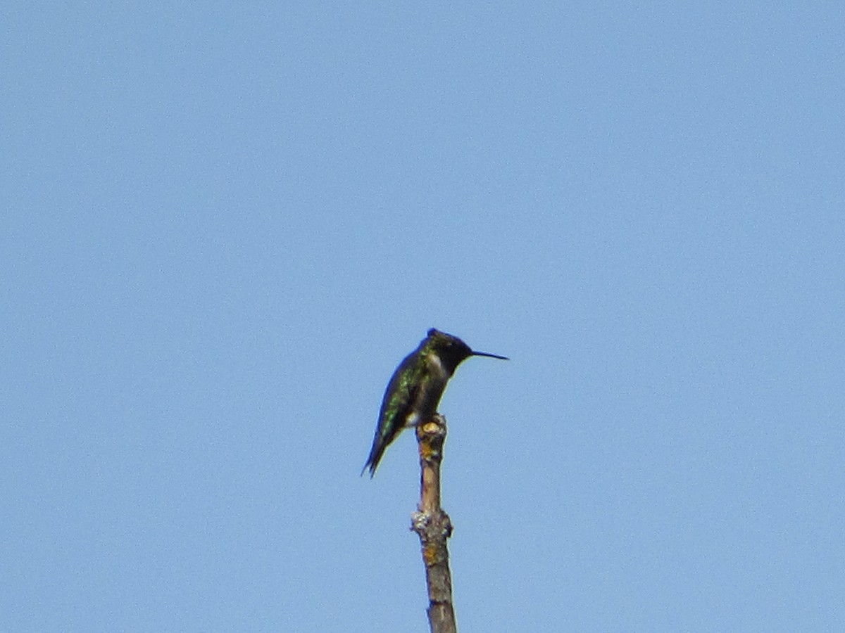 Рубиновогорлый колибри - ML645405501