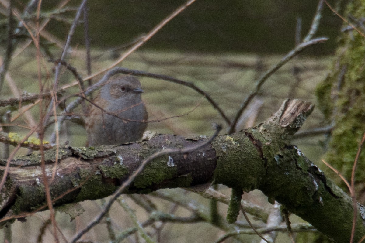 Accenteur mouchet - ML645405505
