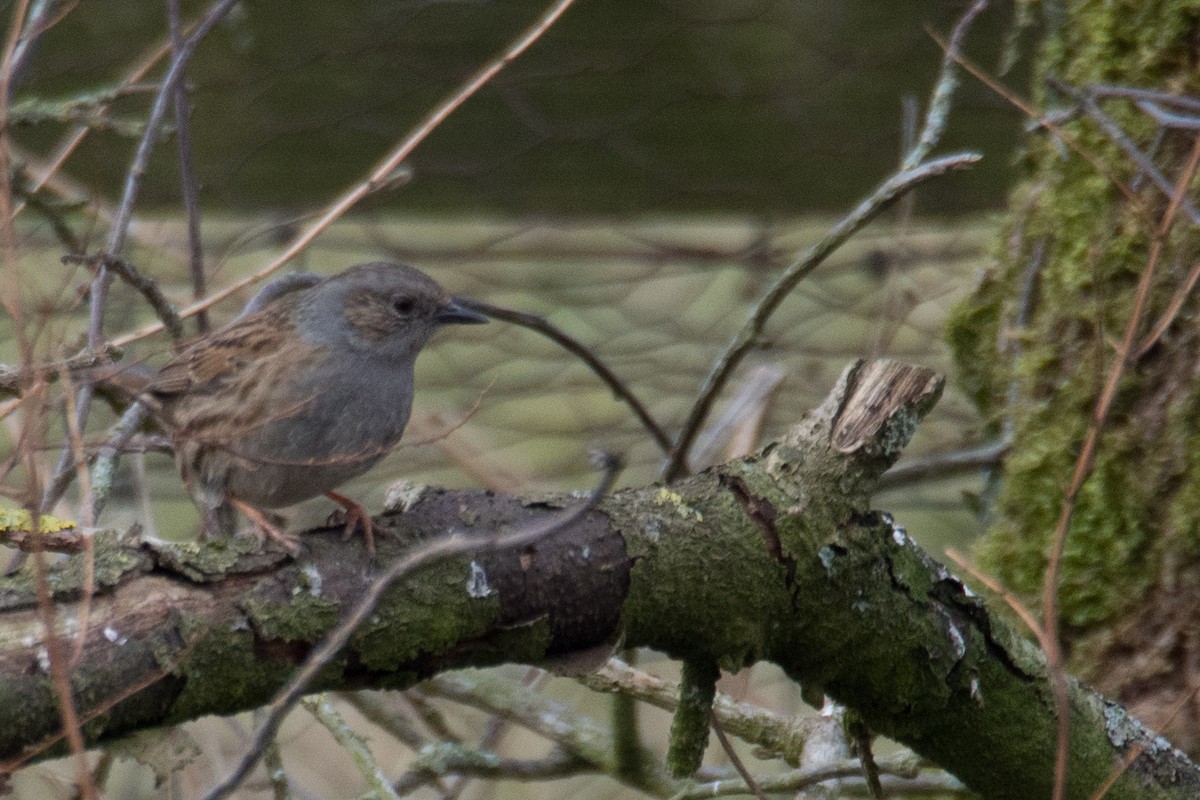 Accenteur mouchet - ML645405506