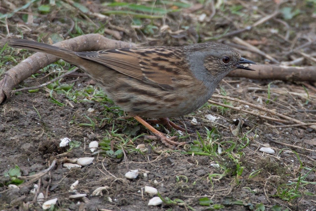 Accenteur mouchet - ML645405507