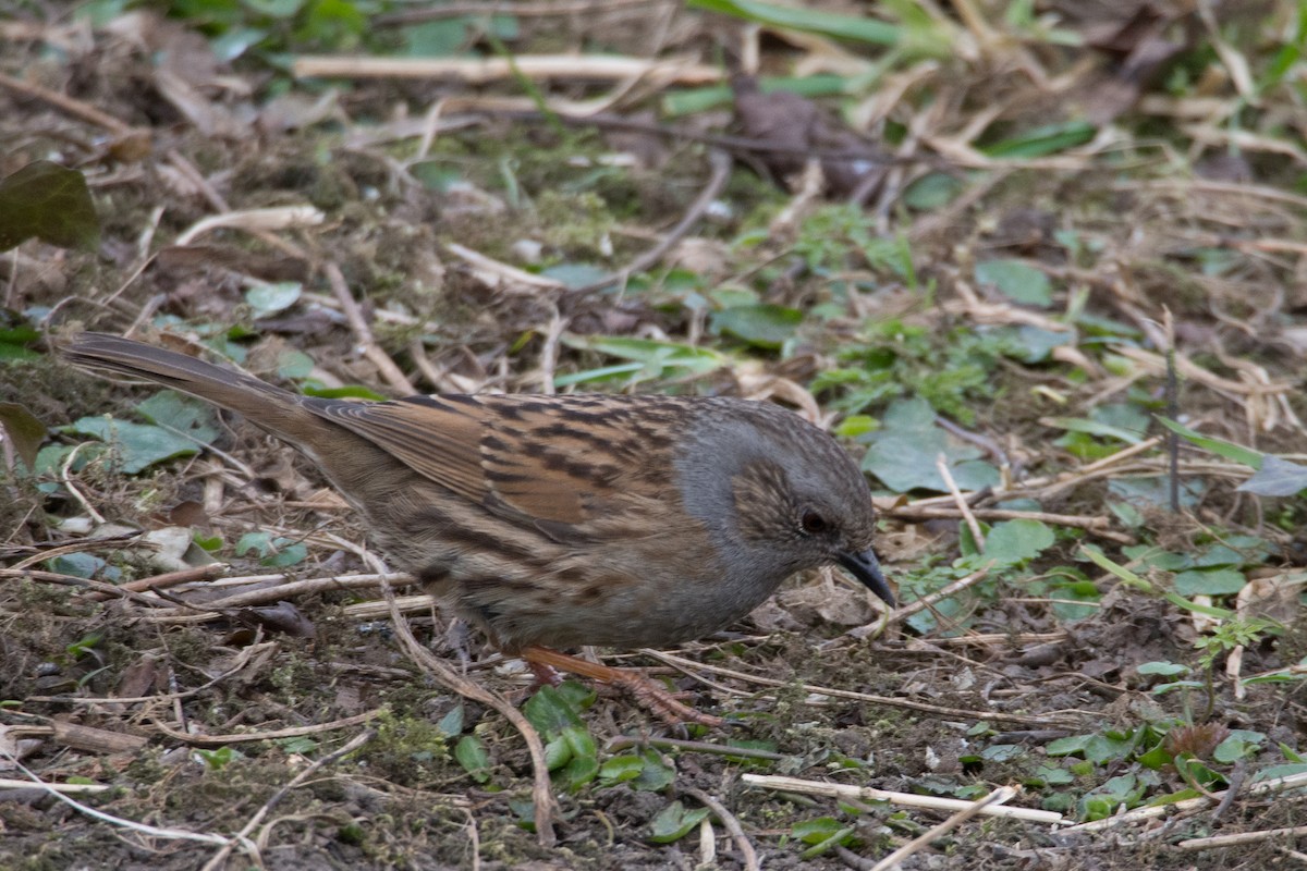 Accenteur mouchet - ML645405508
