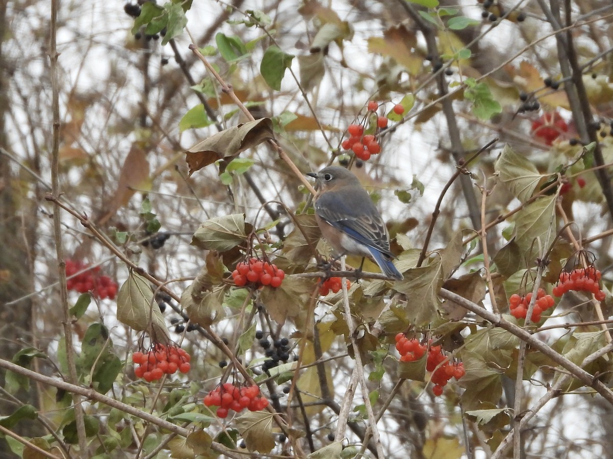 Eastern Bluebird - ML645405513
