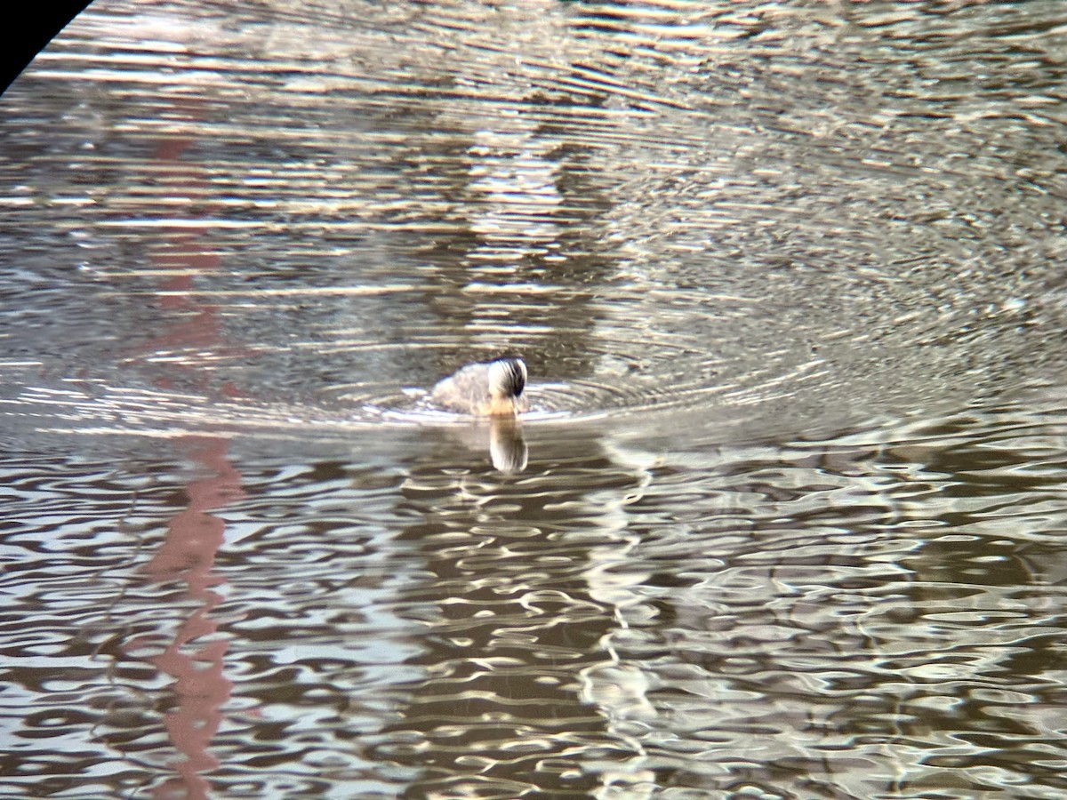 Hoary-headed Grebe - ML645405515