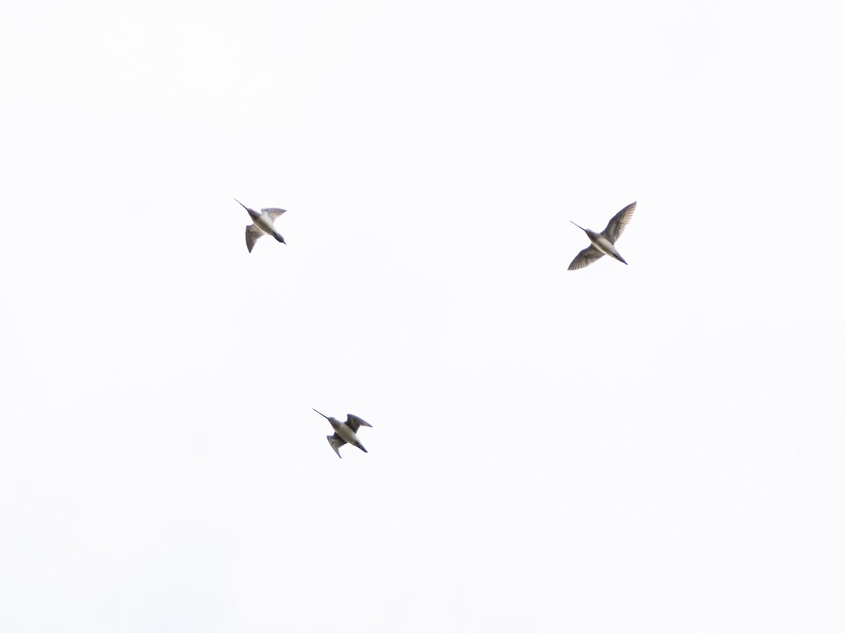 חרטומית ביצות - ML645405527