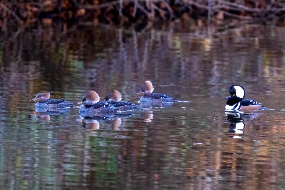 Hooded Merganser - ML645405528