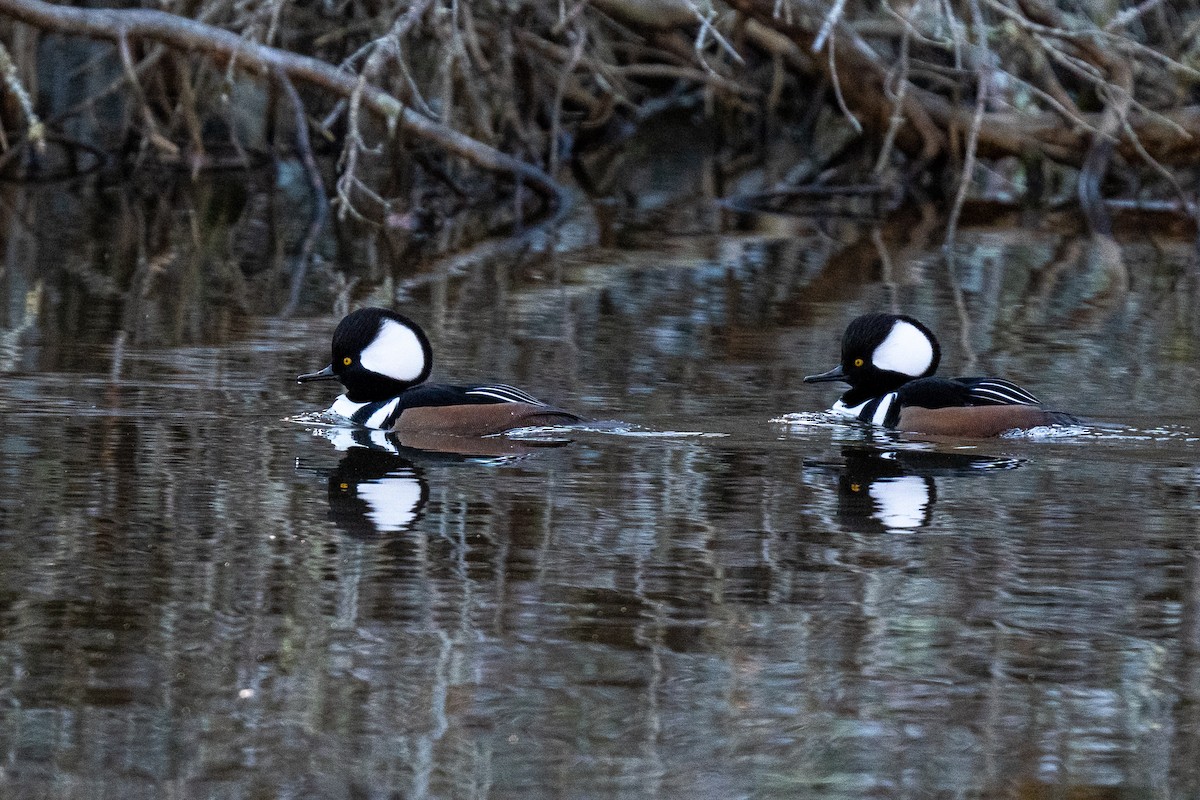 Hooded Merganser - ML645405529