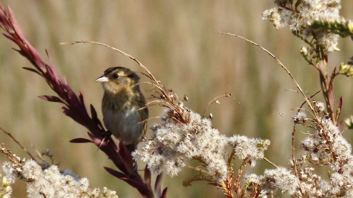 Chingolo de Nelson - ML645405534