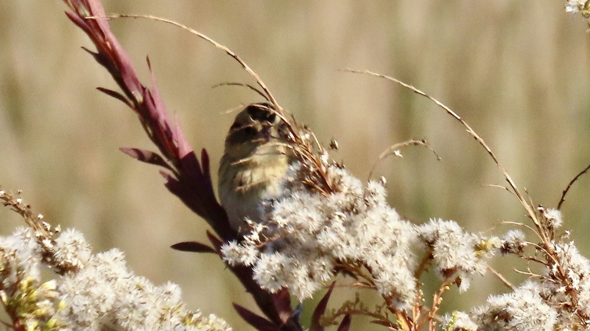 Chingolo de Nelson - ML645405535