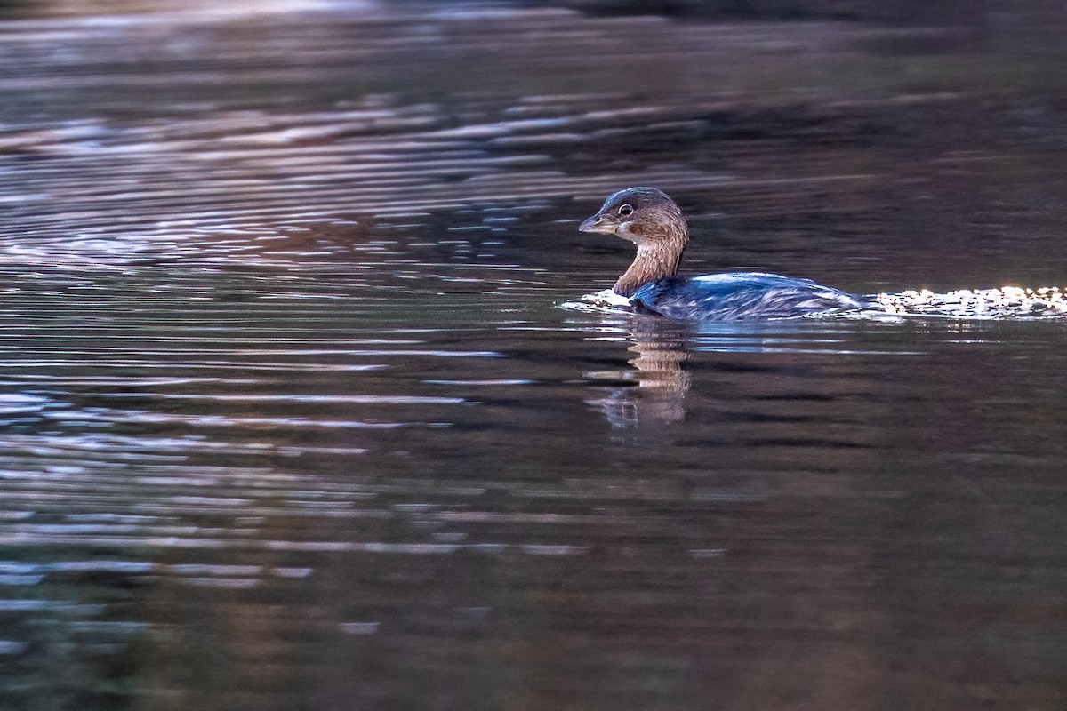 Pied-billed Grebe - ML645405549