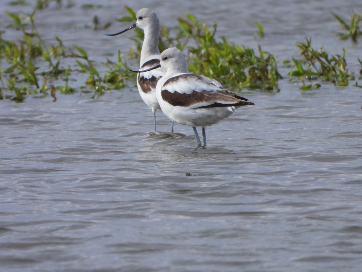 American Avocet - ML645405557