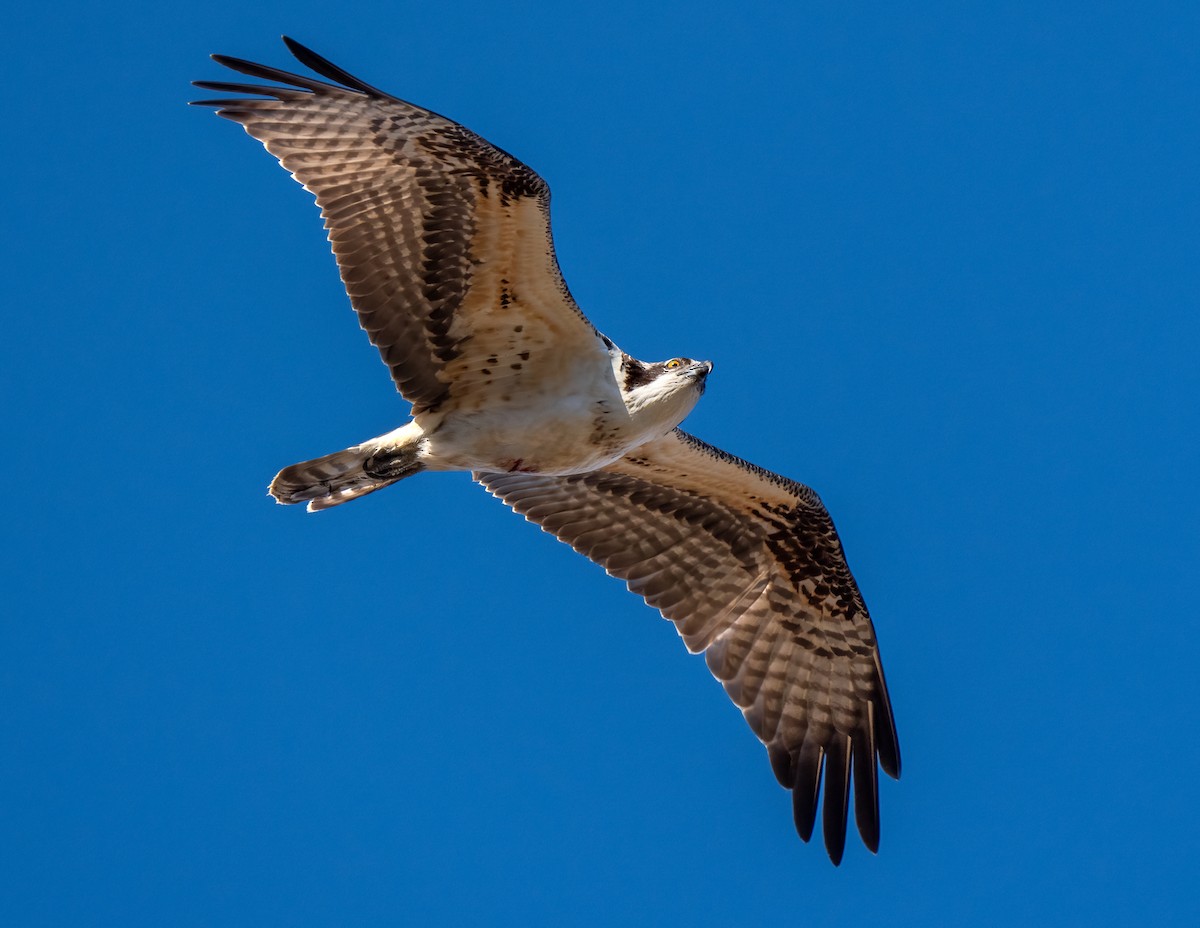 Osprey - ML645405560