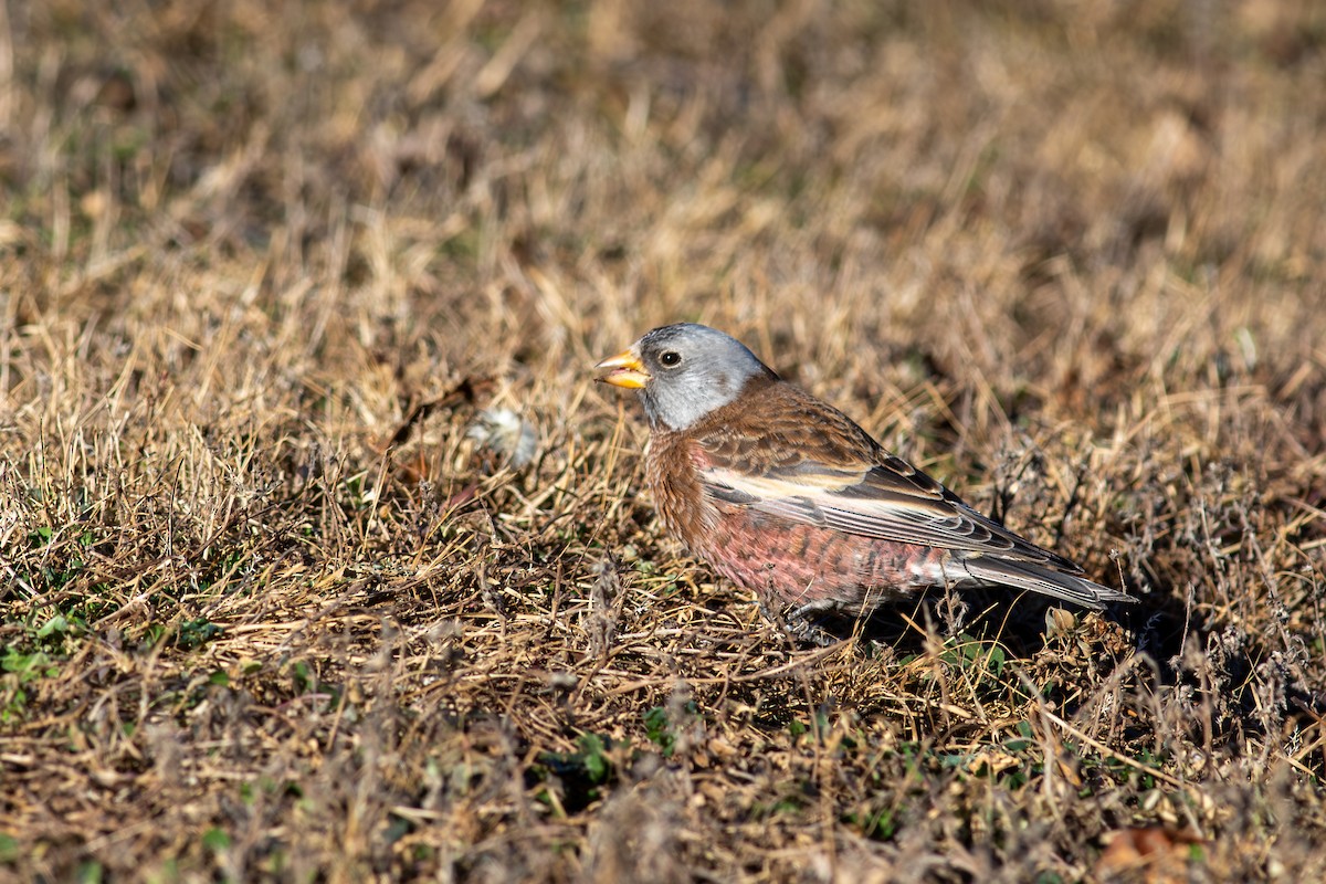 Gray-crowned Rosy-Finch (Hepburn's) - ML645405561