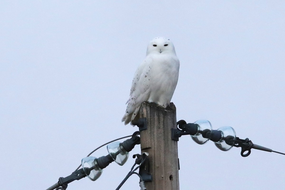 snøugle - ML645405572