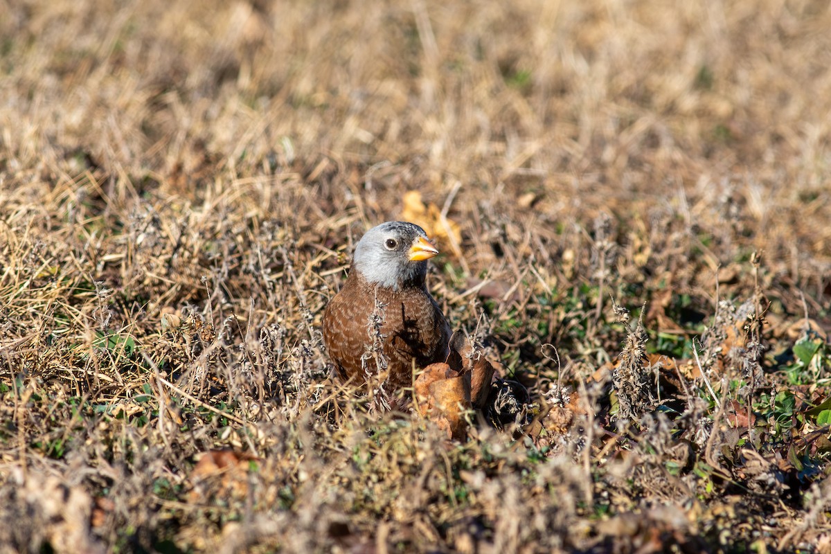 Gray-crowned Rosy-Finch (Hepburn's) - ML645405574