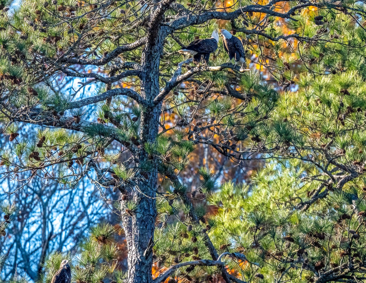 Bald Eagle - ML645405584