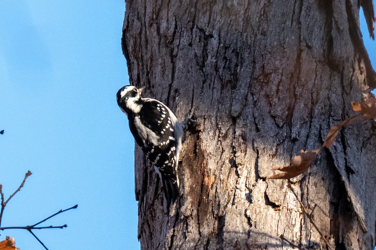 Hairy Woodpecker - ML645405598