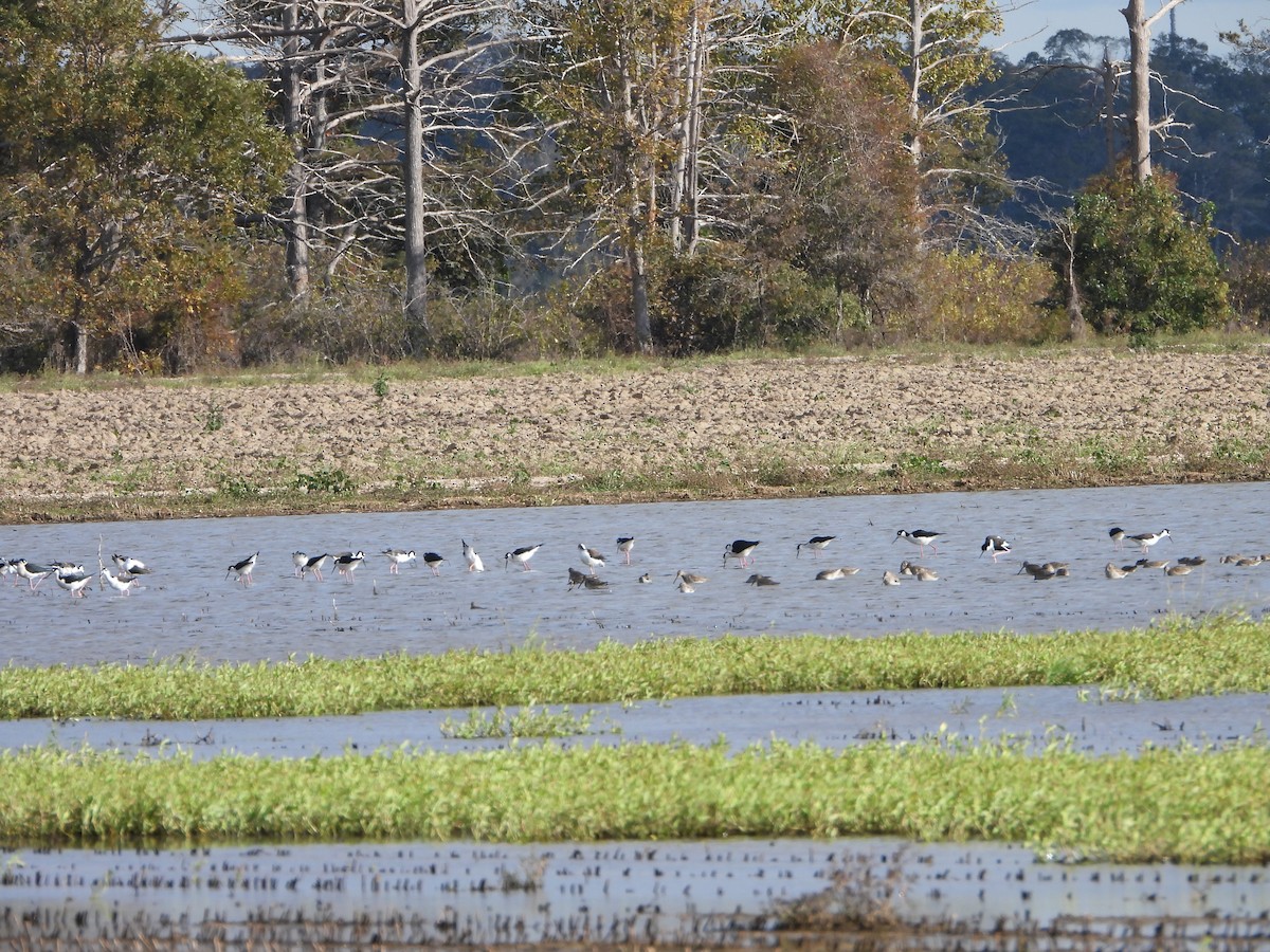 Black-necked Stilt - ML645405599