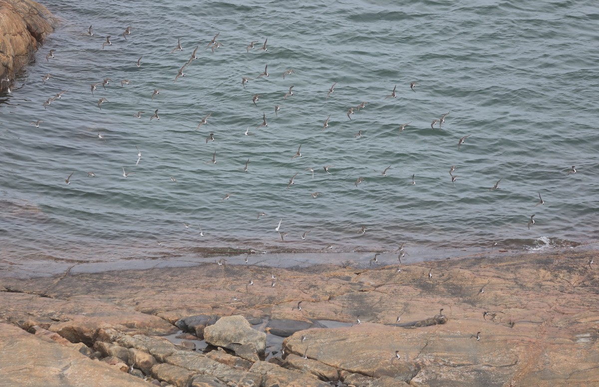 bonapartesnipe - ML645405604