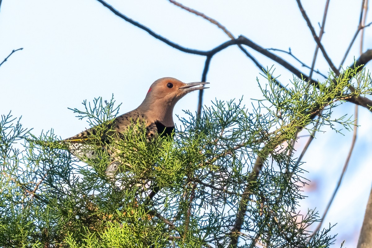 Northern Flicker - ML645405605