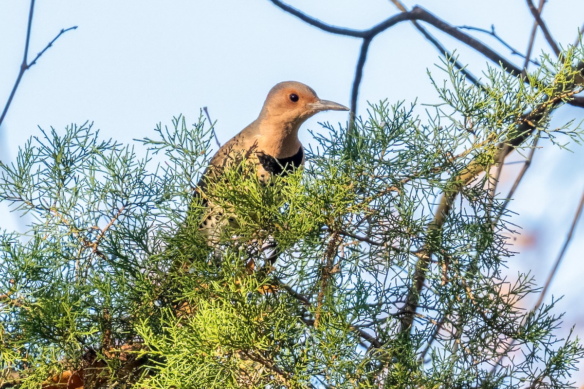 Northern Flicker - ML645405606