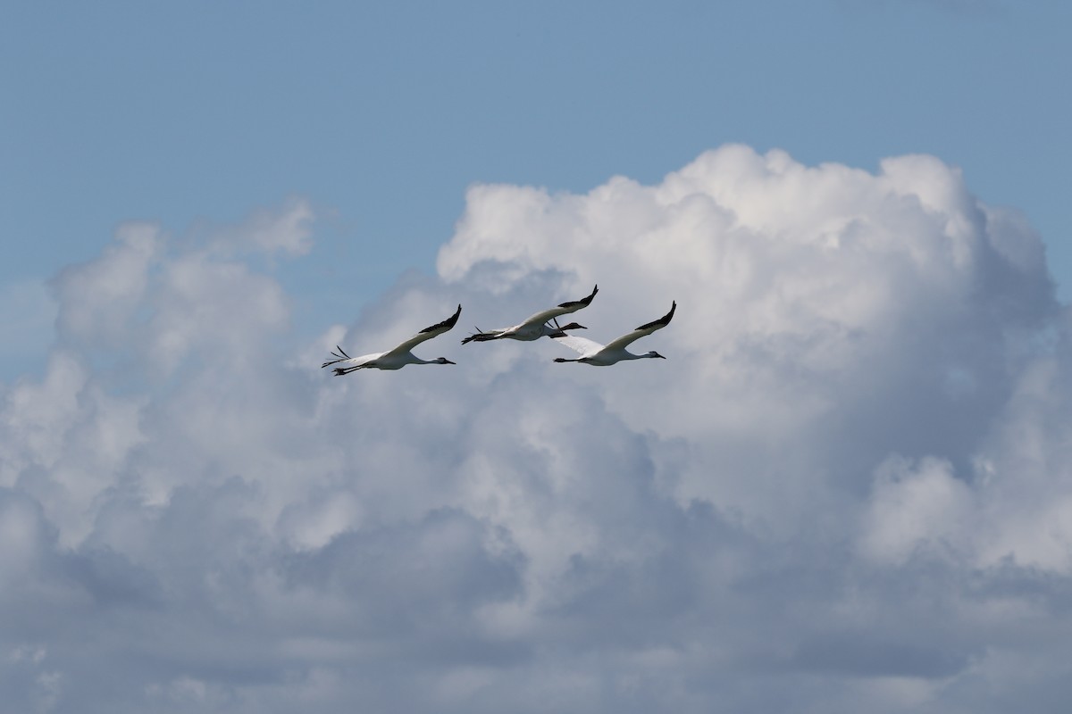 Whooping Crane - ML645405608