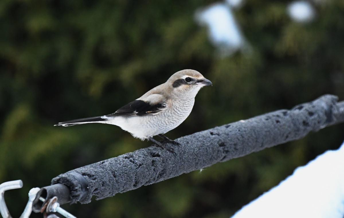 Сорокопуд північний - ML645405610