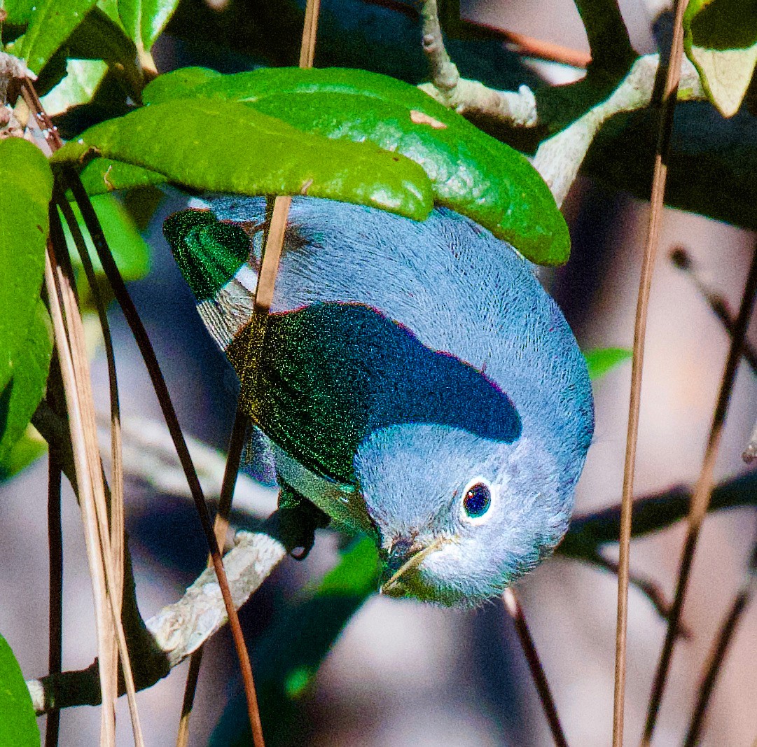 Blue-gray Gnatcatcher - ML645405611