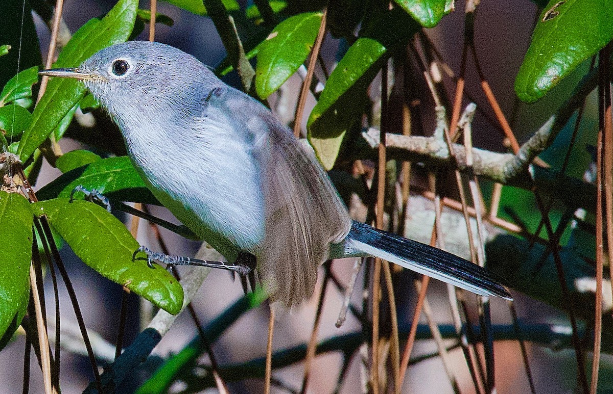 Blue-gray Gnatcatcher - ML645405612