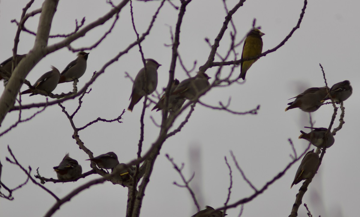 Bohemian Waxwing - ML645405616