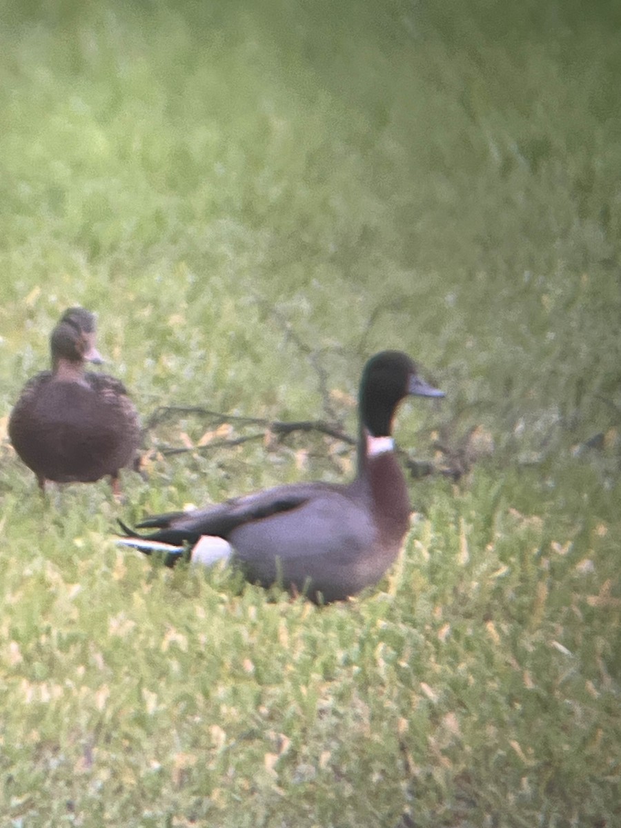 Mallard x Northern Pintail (hybrid) - ML645405620
