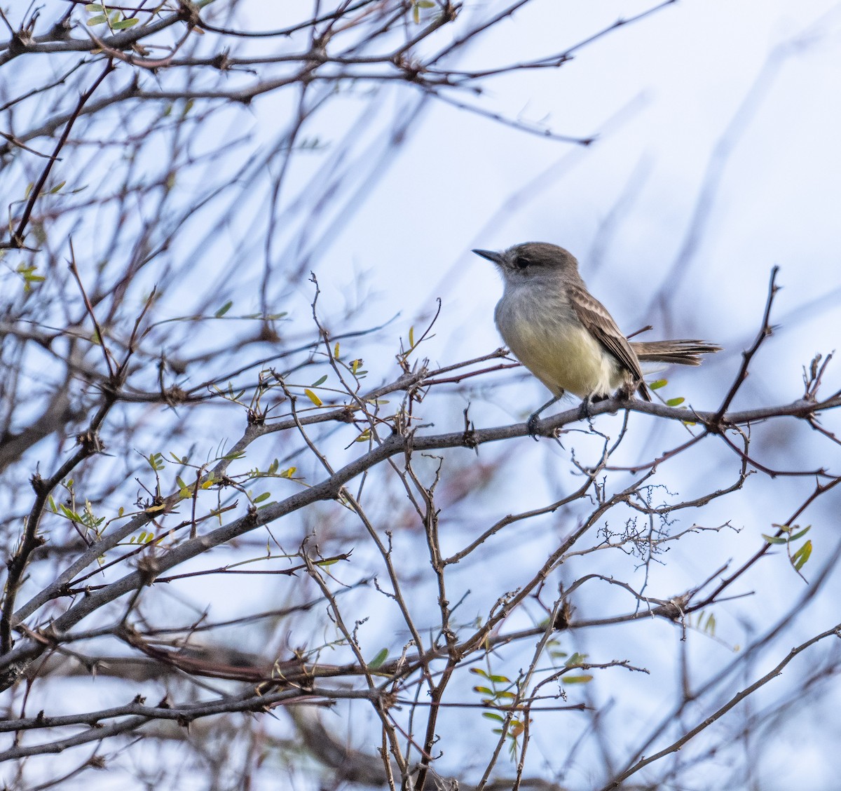 Galapagos Flycatcher - ML645405629