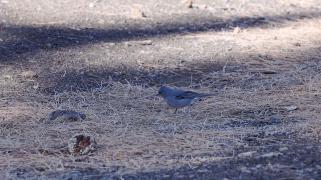 Tenerife Blue Chaffinch - ML645405632