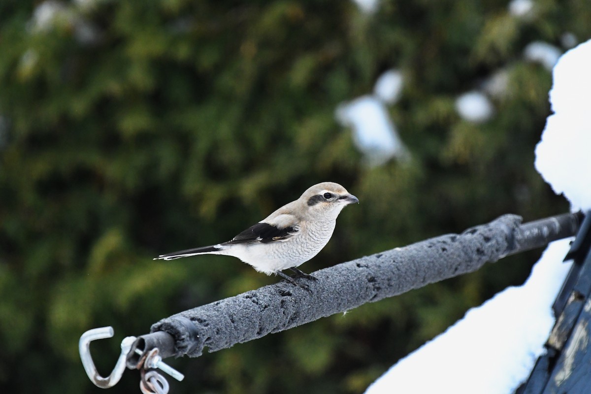 Сорокопуд північний - ML645405634