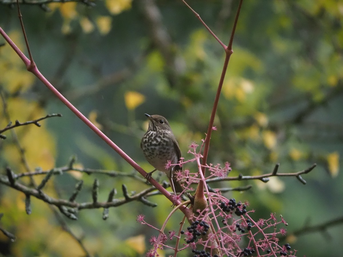 Hermit Thrush - ML645405637