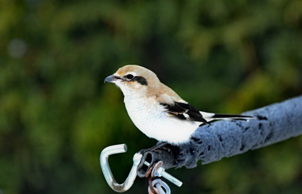 Сорокопуд північний - ML645405640
