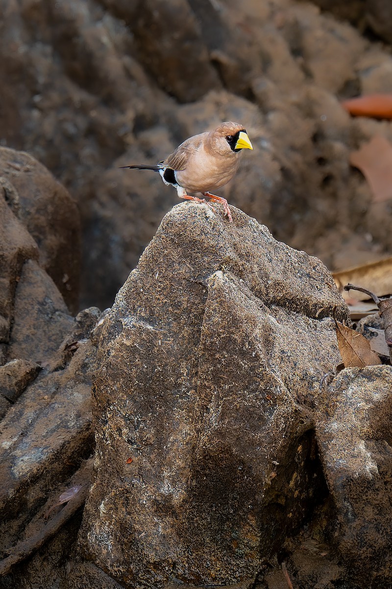 Masked Finch - ML645405643