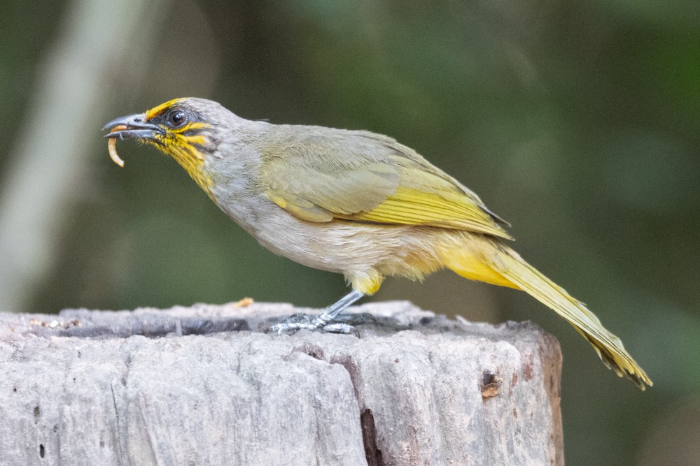 Stripe-throated Bulbul - ML645405645