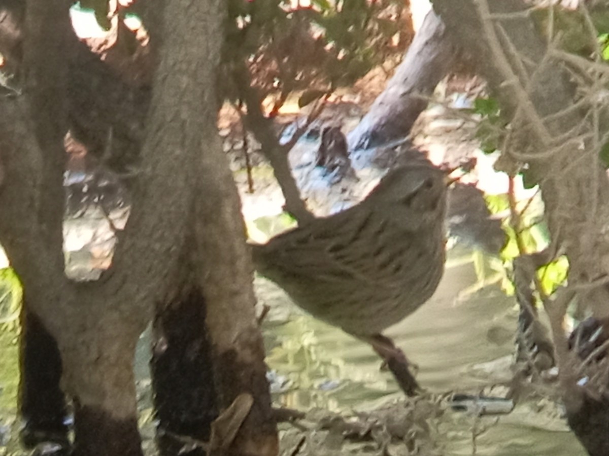 Lincoln's Sparrow - ML645405648