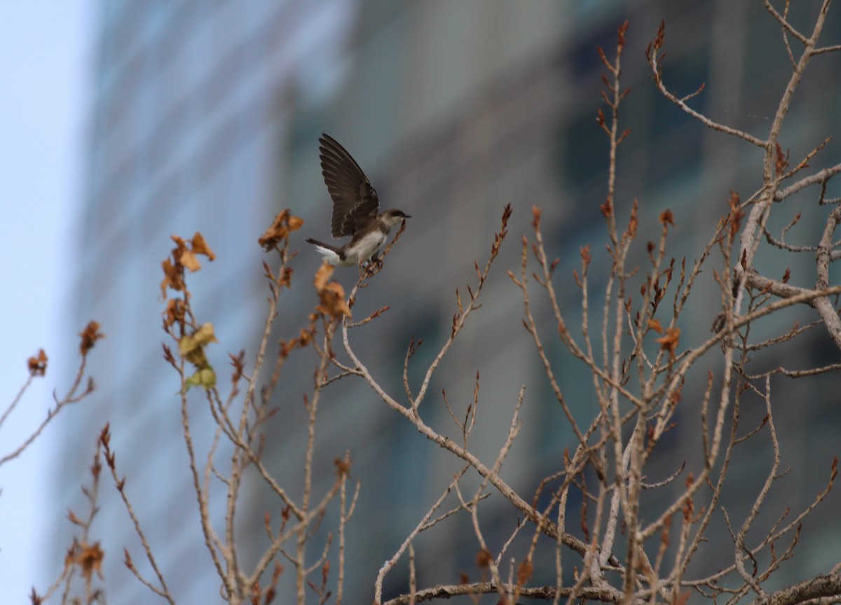 jiřička hnědoprsá - ML645405650