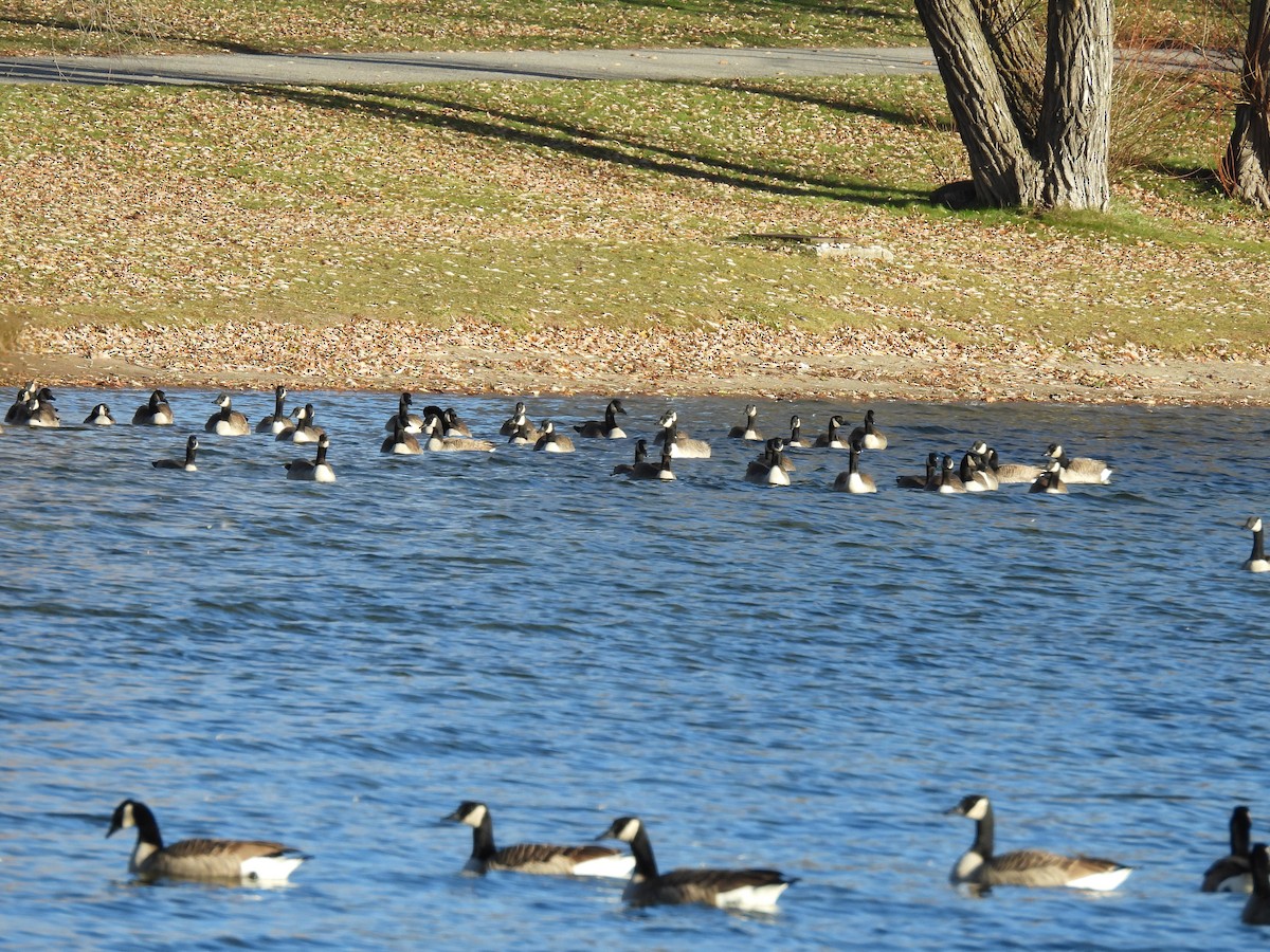 berneška velká - ML645405655
